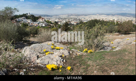 Gelb Herbst krokusse am Areopag Hügel mit Blick über Athen, Griechenland. Panorama Bild, auf dem Blumen konzentrieren. Stockfoto