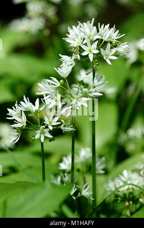 Wilde Blumen in Knoblauch (Allium Ursinum) Stockfoto