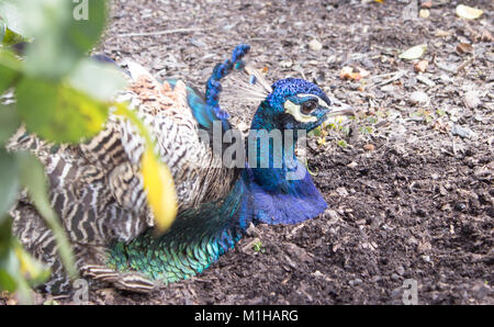 Eine Nahaufnahme eines ein Pfau aus dem Profil. Pfau im Garten sitzen. Stockfoto