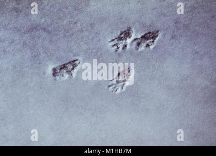 Eichhörnchen Spuren im Schnee während der Pest und Fieber Studie Zecke gefunden, Estes Park, Colorado, 1975. Mit freundlicher Seuchenkontrollzentren (CDC). () Stockfoto