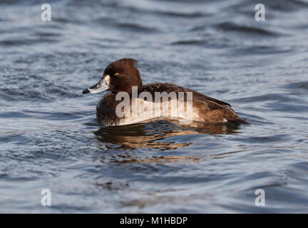 Reiherenten (Aythya Fuligula) Stockfoto