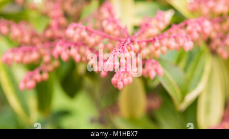 Eine Makroaufnahme von einigen Wald Flamme bush Blütenknospen. Stockfoto