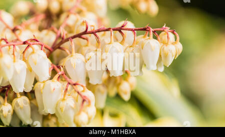 Eine Makroaufnahme der Blumen von einem Wald Flamme Bush. Stockfoto