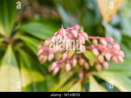 Eine Makroaufnahme von einigen Wald Flamme bush Blütenknospen. Stockfoto