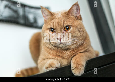 Ein niedliches tabby Katze entspannt auf einer Couch und ist sehr liebenswert. Stockfoto