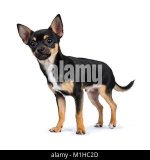 Schwarz chiwawa Hund Seite Wege in die Kamera lächelnd isoliert auf weißem Hintergrund Stockfoto