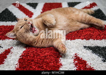 Ein niedliches Tabby-katze ist entspannend auf dem Boden auf die britische Flagge Teppich und ist sehr liebenswert. Sieht lustig wie er Gähnen ist. Sieht aus wie das Schreien. Stockfoto