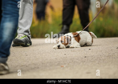 Ein Bild von einem Jack Russell Terrier an der Leine. Er ist ziemlich müde. Stockfoto