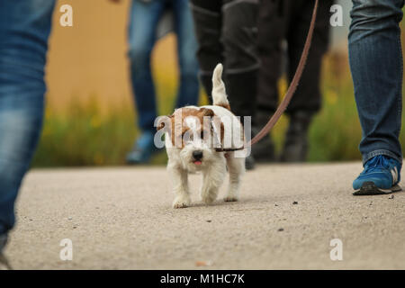 Ein Bild von einem Jack Russell Terrier an der Leine. Er ist ziemlich müde. Stockfoto