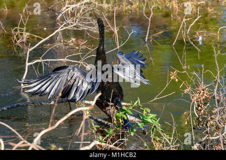 Anhinga auch snakebird oder Darter genannt, schütteln Wasser aus Flügel trocknen Sie in der Sonne. see Caroline, Panama City, Florida Stockfoto