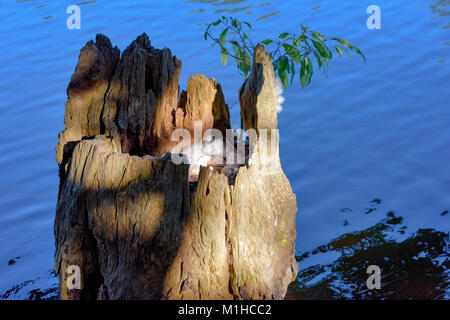 Ente Nest und Eier in die ausgehöhlten Baumstumpf am See caroline Panama City, Florida. Stockfoto