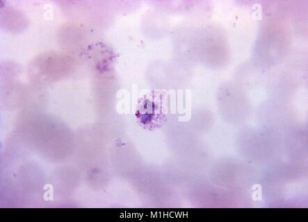 Photomicrograph der Malaria verursachen Parasiten Plasmodium vivax, in seiner Unreife schizont Formular mit drei chromatin Massen, auf einen dünnen Film Blutausstrich vergrößerte 1125 x, 1965. Bild mit freundlicher Genehmigung von CDC/Dr. Mae Melvin. () Stockfoto