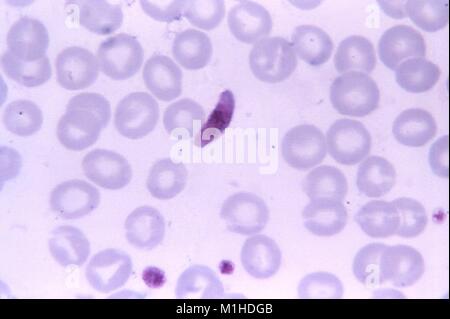 Photomicrograph ein blutausstrich mit einem microgametocyte von Plasmodium falciparum, der Erreger durch die Anopheles-mücke verschlucken, verursacht Malaria, 1966. Bild mit freundlicher Genehmigung von CDC/Dr. Mae Melvin. () Stockfoto