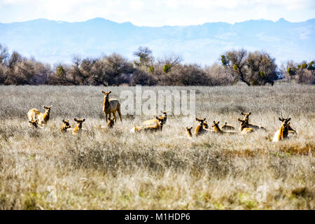 Tule Elk im San Luis National Wildlife Refuge im Central Valley in Kalifornien Stockfoto