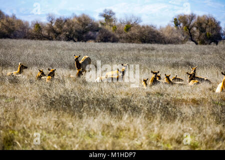 Tule Elk im San Luis National Wildlife Refuge im Central Valley in Kalifornien Stockfoto