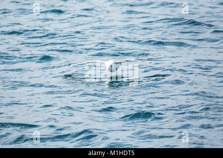 Eine große Albatros fliegen tief über den Wellen des Ozeans vor der Küste der Nordinsel Island Stockfoto