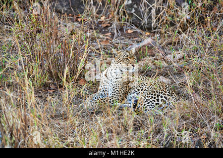 Weibliche leopard Panthera Pardus, in der Serengeti Nationalpark, UNESCO-Weltkulturerbe, Tansania, Afrika Stockfoto