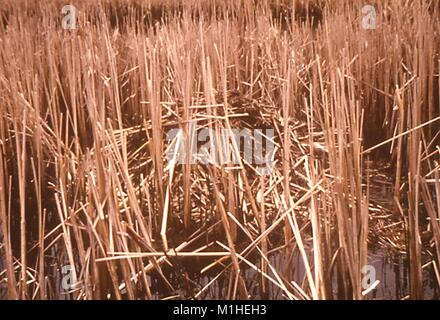 Foto von einem Push-up zwischen Schilf, ein typisches Haus von bisamratten sind Träger von das Bakterium Francisella tularensis, der Erreger der tödlichen Krankheit Tularämie, in wenig Otter Creek, Vermont, 1968. Bild mit freundlicher Genehmigung von CDC/Dr. J. M. Clinton. () Stockfoto