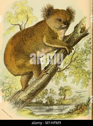 Farbe Abbildung: Darstellung einer Koala (Phascolarctos cinereus) Klettern eine Zweigniederlassung, mit Wasser und Bäume im Hintergrund, aus dem Band "Ein Hand-buch zum marsupialia und Monotremata," von Richard Lydekker 1896 verfasst. Mit freundlicher Genehmigung Internet Archive. () Stockfoto