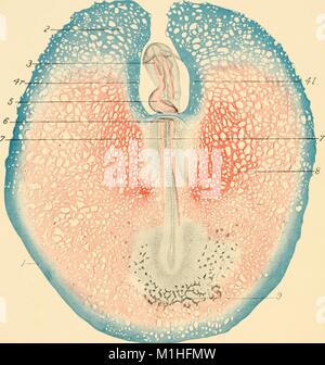 Farbe Abbildung: Darstellung von Verkehr in der Embryo und dottersack von einem Huhn, Ei, mit vitelline Arterien Differenzierung aus dem vaskulären Netzwerk und nummerierte Abbildung Indikatoren, aus dem Band "Die Entwicklung der Küken, eine Einführung in die Embryologie, von Frank Rattray Lillie, 1908 verfasst. Mit freundlicher Genehmigung Internet Archive. () Stockfoto