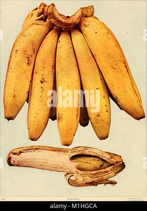 Farbfoto von einem Bündel Bananen (Musa) und eine individuelle Banane, teilweise geschält, aus dem Band "Vögel und Natur", herausgegeben von AW Mumford, anschaulich illustriert und über Farbe Fotografie, von William Kerr Higley, 1900. () Stockfoto