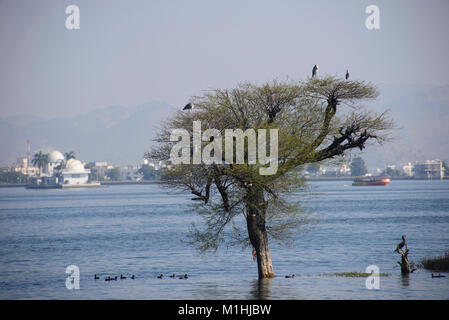 Nerhu Insel, Fateh Sagar Lake, Udaipur Stockfoto