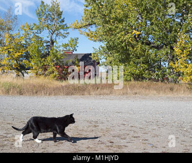 Schwarz-weiße Katze, die auf einer Schotterranch-Straße auf dem Hof spazieren geht Stockfoto