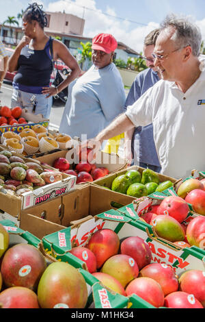 Miami Florida, Legion Park, Upper Eastside Green Market, Bauernmarkt Verkäufer Stand Stand, Einkaufsmarkt produzieren Obst Mango Mann Auswahl Kommissionierung Stockfoto