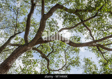 Miami Florida, Legion Park leben Eiche Zweige Blätter, Blick nach oben, Stockfoto