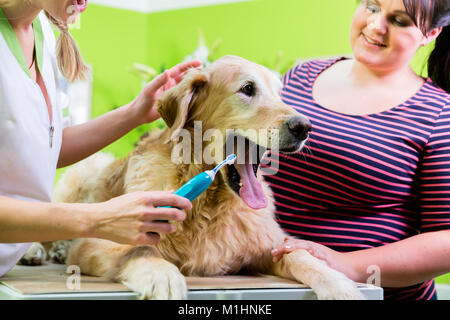 Großer Hund, zahnmedizinische Betreuung durch Frau an Hund Salon Stockfoto