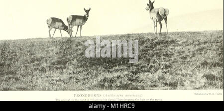 Amerikanische Tiere - ein beliebter Leitfaden für die Säugetiere von Nordamerika nördlich von Mexiko, mit intimen Biographien der bekannten Arten (1917) (17924742029) Stockfoto