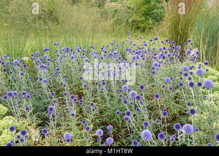 Ball Thistle (echi nops ritro Veitchs Blue), Kugeldistel (Echinops ritro Veitchs Blue) Stockfoto