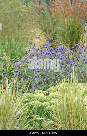 Ball Thistle (echi nops ritro Veitchs Blue), Kugeldistel (Echinops ritro Veitchs Blue) Stockfoto