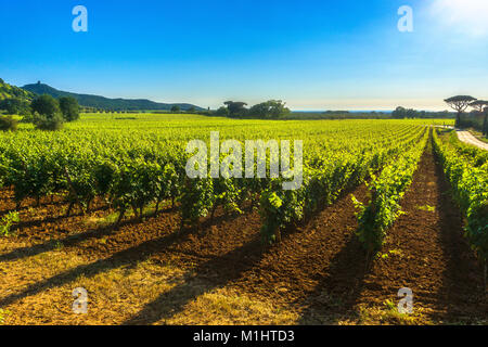 Bolgheri Castagneto Weinberg und Baum. Maremma Toskana, Italien. Maremma Toskana, Italien, Europa. Stockfoto