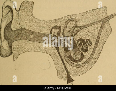 Ein gesunder Körper. Ein Lehrbuch der Anatomie, Physiologie, Hygiene, Alkohol und Drogen. Für den Einsatz in der Mittelstufe in den öffentlichen und privaten Schulen (1889) (14576592740) Stockfoto