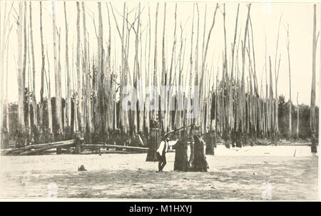 Eine ökologische Studie von Wiese und Wald Wirbellose (1915) (20958849299) Stockfoto