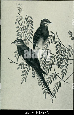 Ein Schlüssel für die Vögel von Australien - mit ihrer geographischen Verteilung (1906) (14563483067) Stockfoto