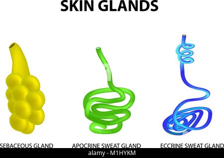 Die Struktur der Drüsen der Haut. der Talgdrüsen, Eccrine Schweiß, apokrinen Schweißdrüsen. Eingestellt. Infografiken. Vector Illustration auf isolierte Hintergrund. Stock Vektor