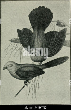 Ein Schlüssel für die Vögel von Australien - mit ihrer geographischen Verteilung (1906) (14746729531) Stockfoto