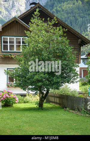 Gewöhnliche Stechpalme (Ilex aqui folium), Gewöhnliche Stechpalme (Ilex Aquifolium) Stockfoto