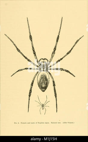 Amerikanische spinnen und ihre spinningwork. Eine natürliche Geschichte der orbweaving Spinnen der Vereinigten Staaten, insbesondere im Hinblick auf ihre Branche und Gewohnheiten (1890) (14591556919) Stockfoto