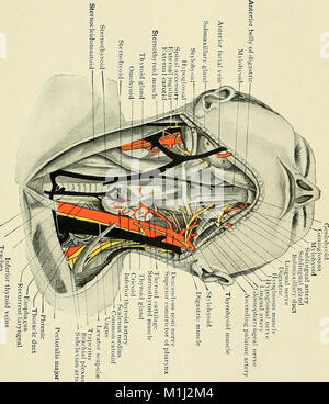 Ein text-Buch der klinischen Anatomie - für Studenten und Praktiker (1907) (14593722088) Stockfoto