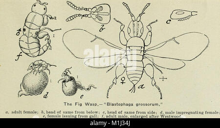 Ein beschreibender Katalog der Obst- und Waldbäume, Reben und Sträucher, Palmen und Rosen (1903) (20257437763) Stockfoto