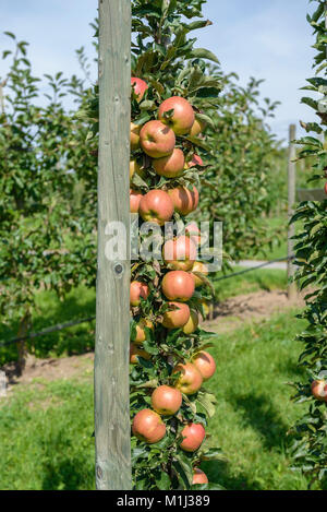 Apfel (Malus Domestica) Säulen, Jucunda Jucunda Säulen-Apfel (Malus Domestica) Stockfoto