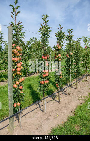 Apfel (Malus Domestica) Säulen, Jucunda Jucunda Säulen-Apfel (Malus Domestica) Stockfoto