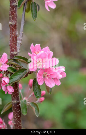 Apfel (Malus Domestica) Säulen, Walsall, Säulen-Apfel (Malus Domestica Maibaum) Stockfoto