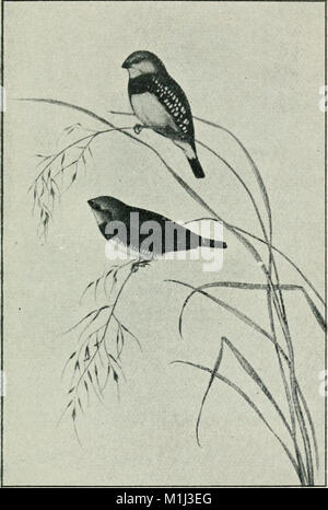 Ein Schlüssel für die Vögel von Australien - mit ihrer geographischen Verteilung (1906) (14563282368) Stockfoto