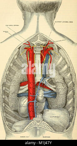 Anatomie, beschreibende und chirurgische (1887) (14762865041) Stockfoto