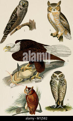 Ein beliebtes Handbuch der Ornithologie des östlichen Nordamerika (1896) (14770269713) Stockfoto