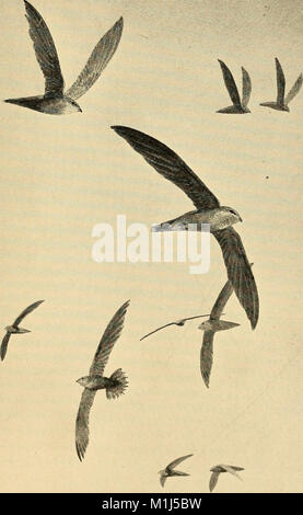 Ein Leitfaden für die Vögel von New England und New York; mit einem Schlüssel für jede Jahreszeit und kurze Beschreibungen von über 250 Arten, insbesondere in Bezug auf ihr Erscheinen im Feld (1904) (14748680992) Stockfoto